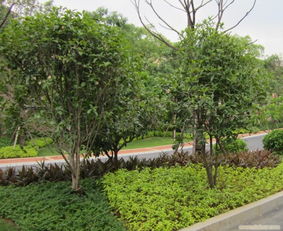 福州园林绿化施工花圃设计树木修剪 福州茂利盛贸易