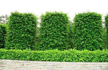 澄迈绿化公司承接澄迈县绿化工程种植基地批发园林绿化苗木