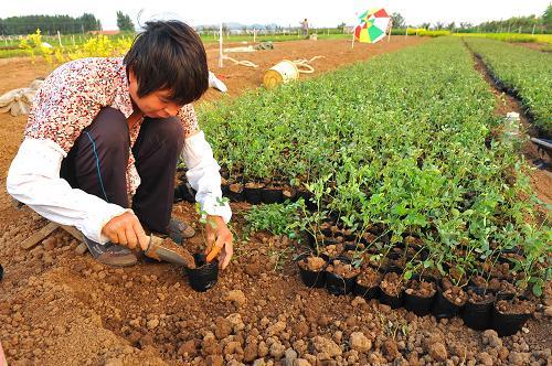 6月7日,山东省青州市弥河镇花卉苗木种植基地的花农在管护苗木盆栽.