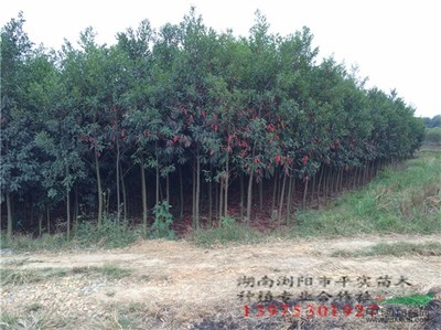 浏阳市平实苗木种植专业合作社